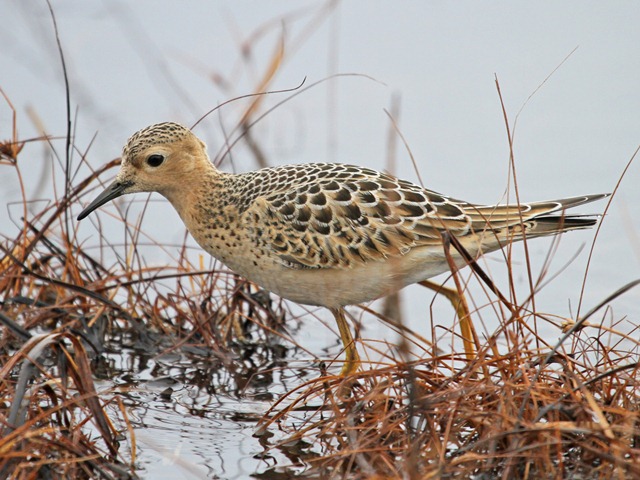Buff-breasted Sandpiper