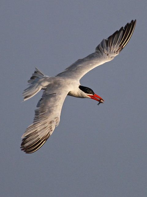 Caspian Tern