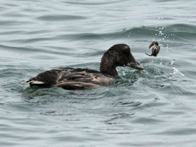 Common Eider