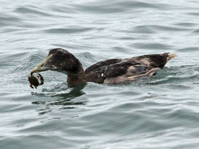 Common Eider