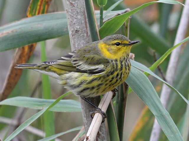 Cape May Warbler