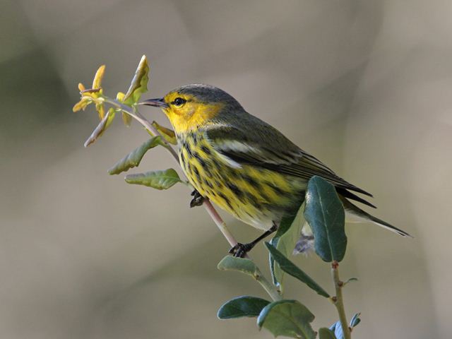 Cape May Warbler