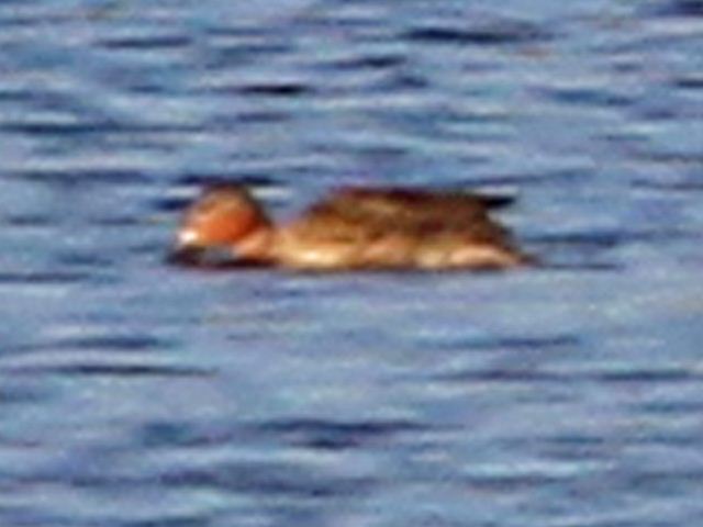 probable Cinnamon Teal