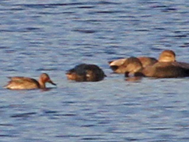 probable Cinnamon Teal