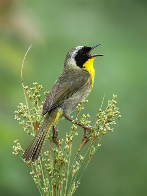 Common Yellowthroat