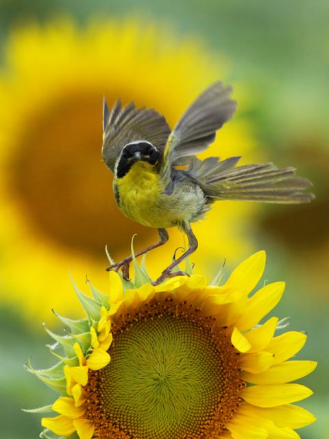 Common Yellowthroat