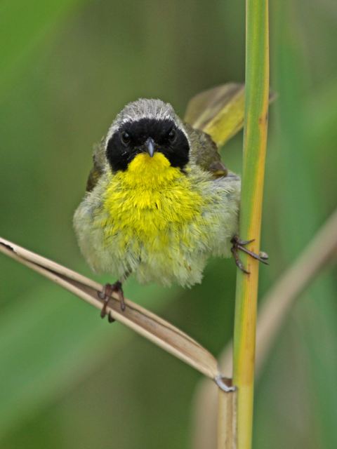 Common Yellowthroat