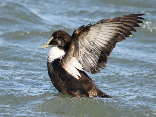 Common Eiders