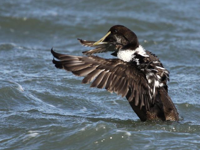 Common Eiders