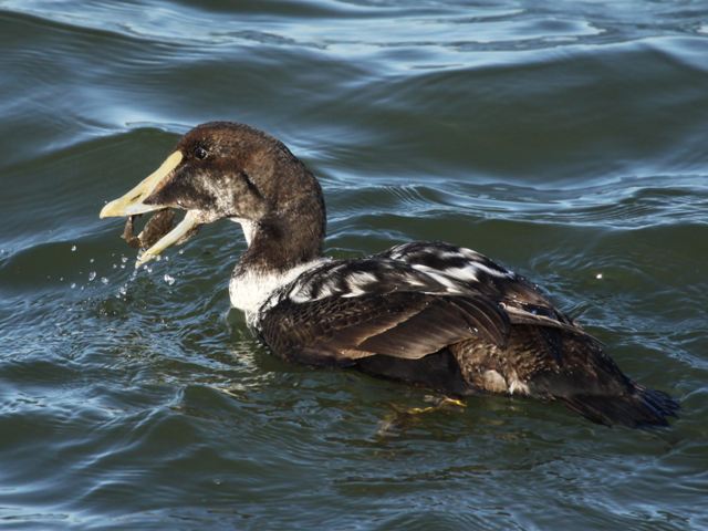 Common Eiders
