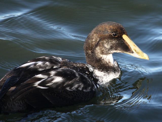 Common Eiders