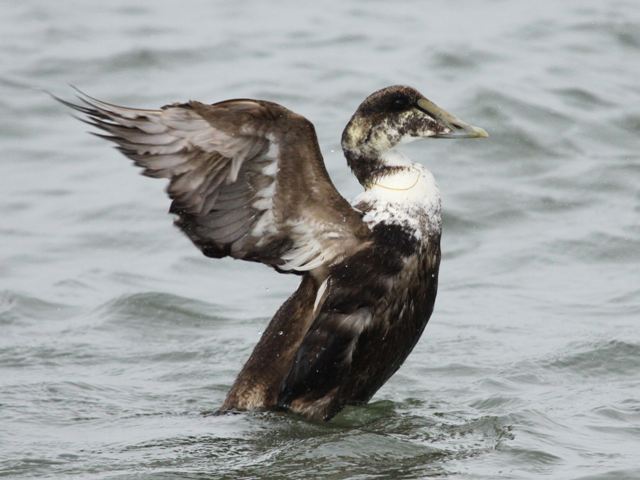 Common Eider