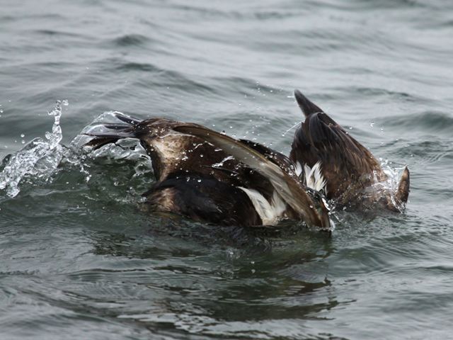 Common Eider