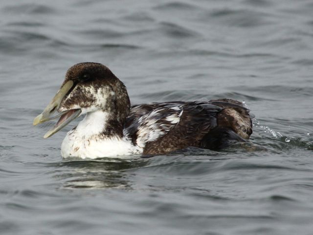Common Eider