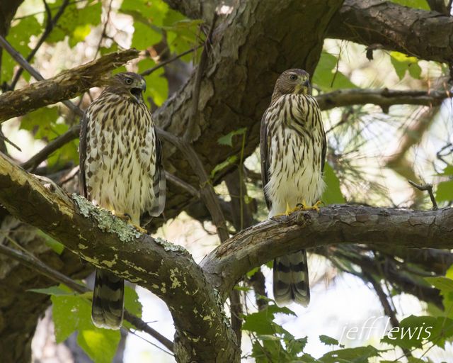 Cooper's Hawk