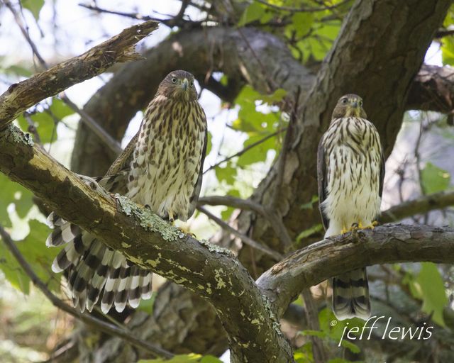 Cooper's Hawk