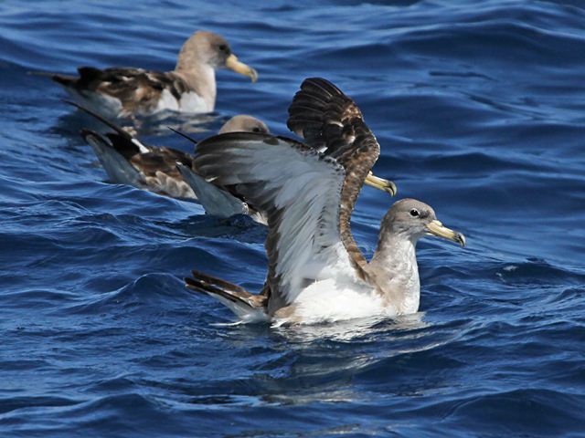 Scopoli's Shearwater