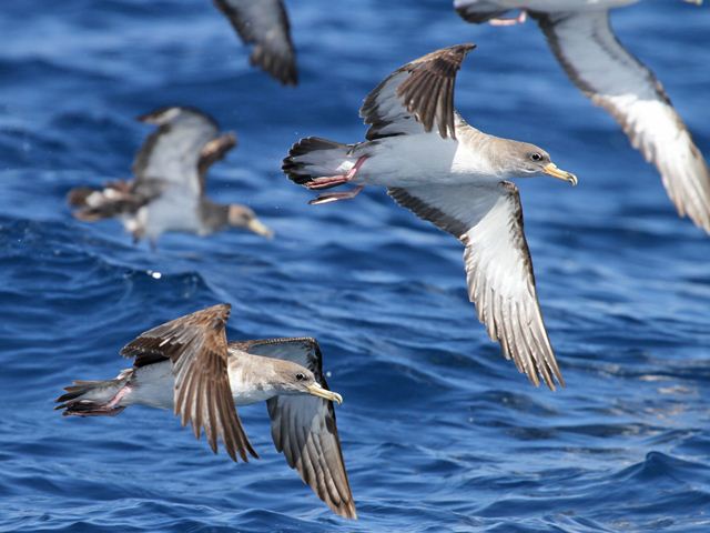 Scopoli's Shearwater