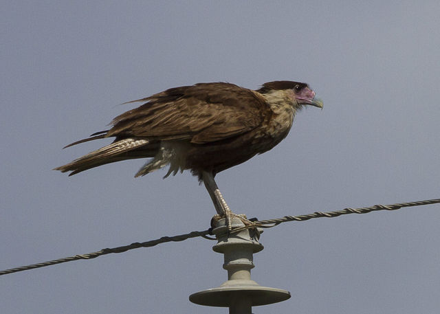 Crested Caracara
