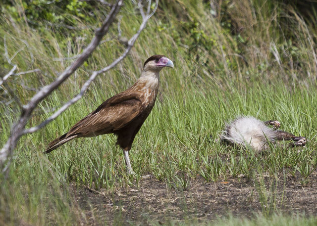 Crested Caracara