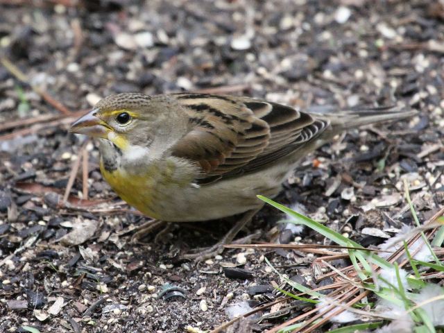 Dickcissel