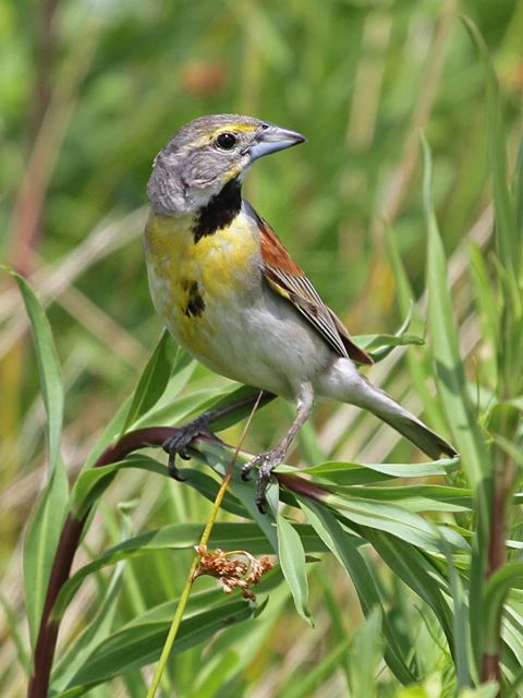 dickcissel dickcissel