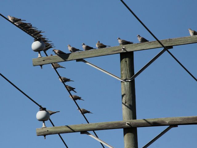 Eurasian Collared-Doves and White-Winged Dove
