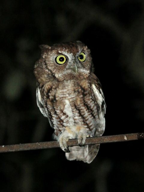 Eastern Screech-Owl