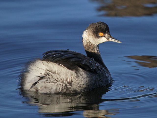 Eared Grebe