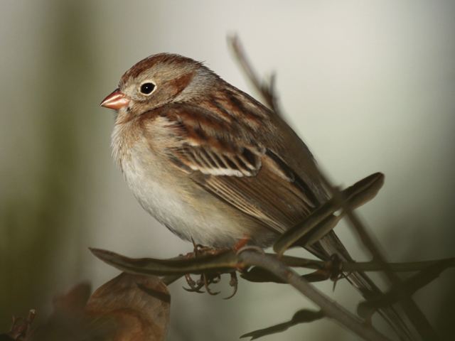 Field Sparrow