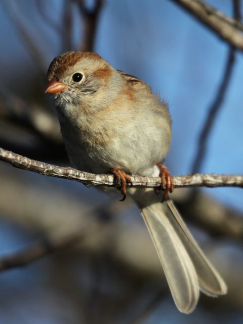 Field Sparrow