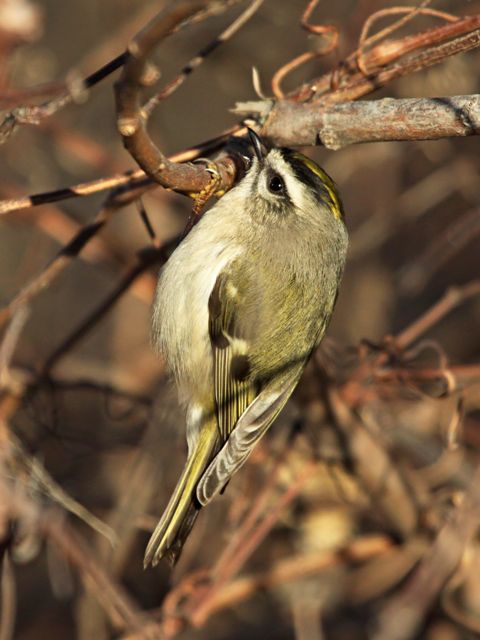 Golden-crowned Kinglet