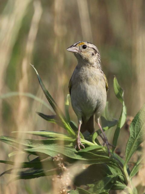 Grasshopper Sparrow