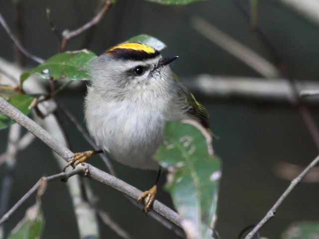 Golden-crowned Kinglet