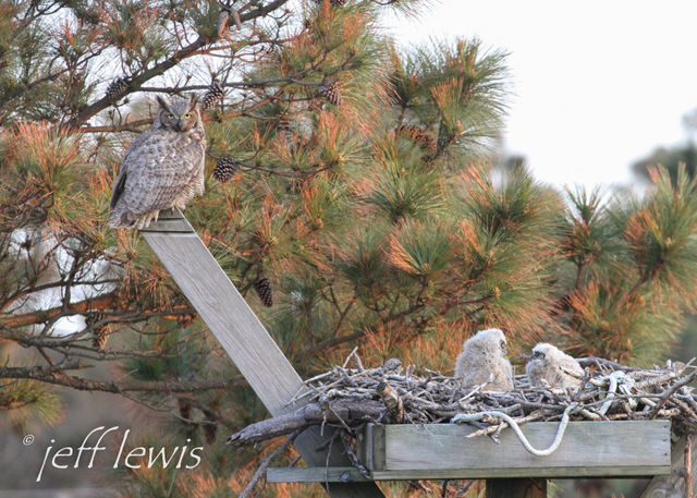 Great Horned Owl
