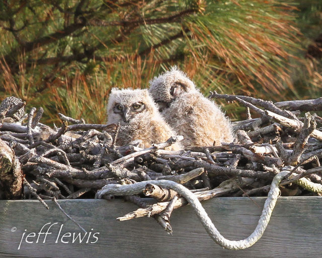Great Horned Owl