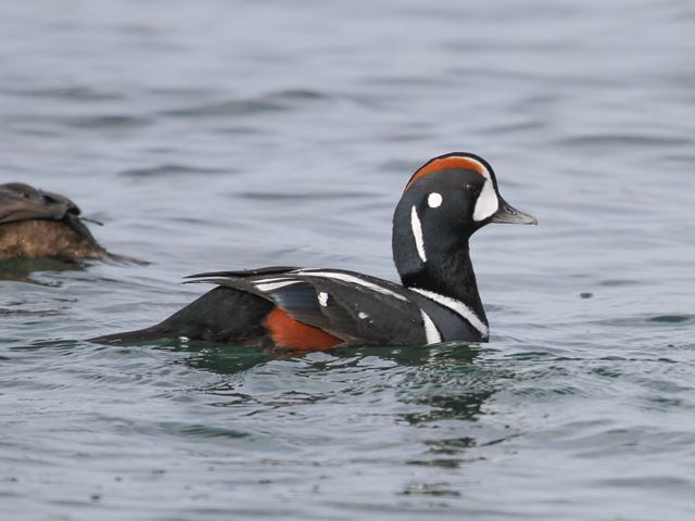 Harlequin Ducks