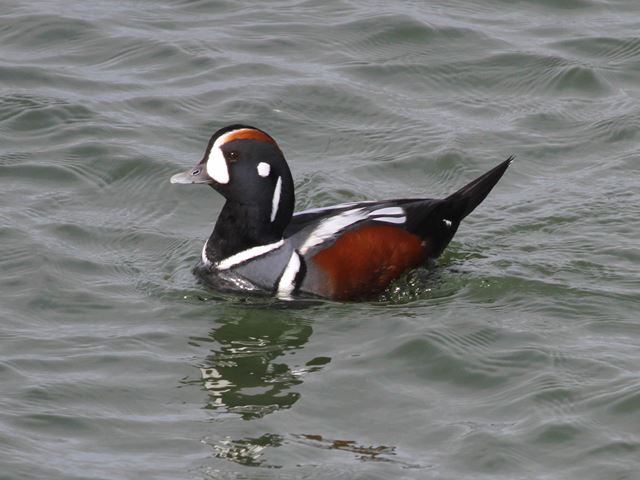 Harlequin Ducks