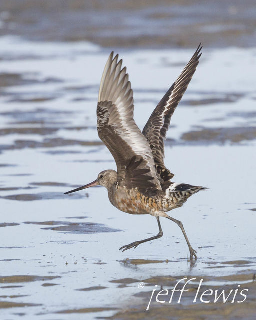 Hudsonian Godwit