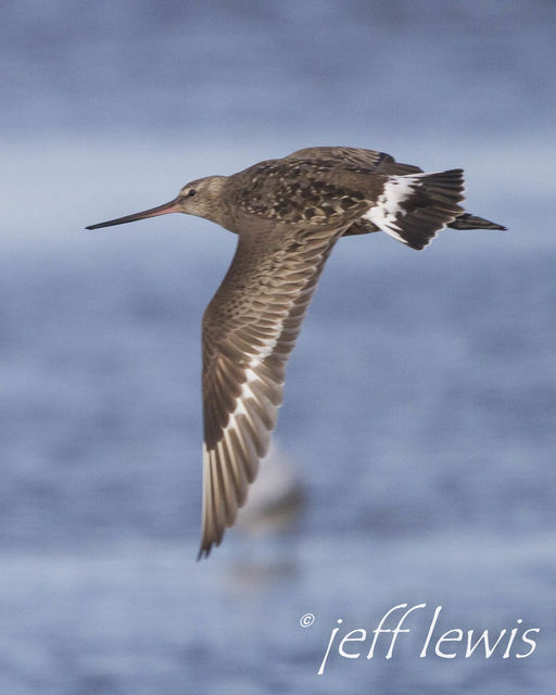 Hudsonian Godwit