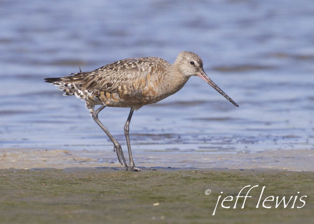 Hudsonian Godwit