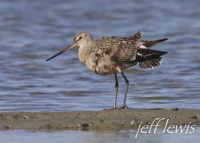 Hudsonian Godwit
