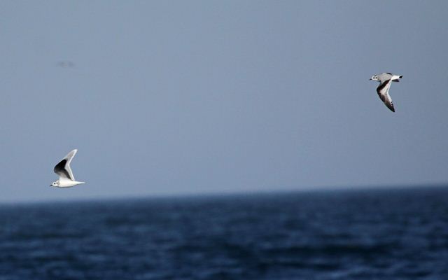 Little Gulls