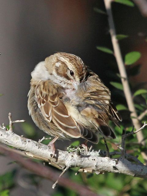 Lark Sparrow