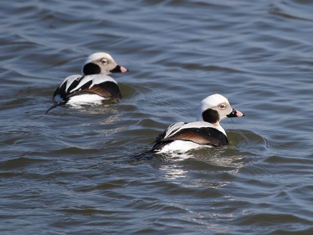 Long-tailed Duck