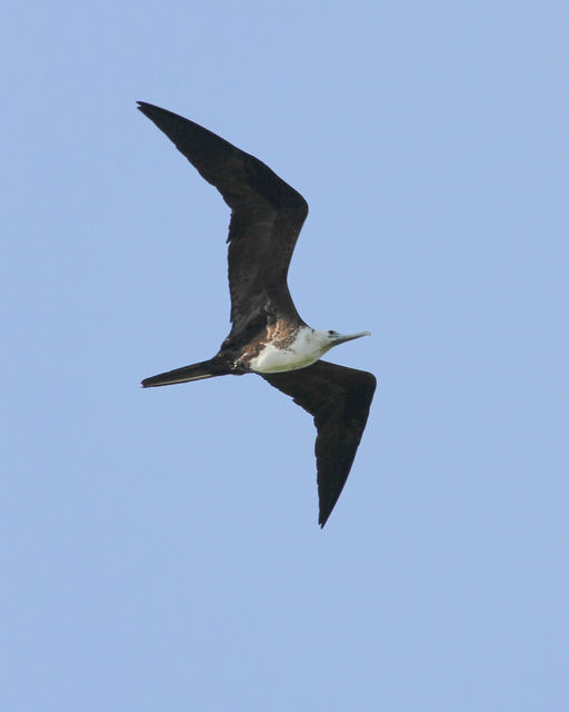 Magnificent Frigatebird