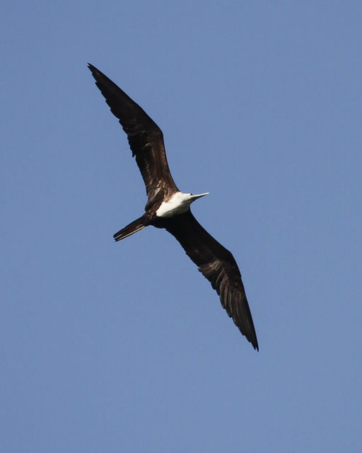 Magnificent Frigatebird