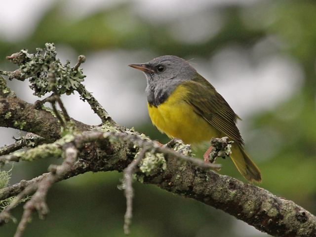 Mourning Warbler