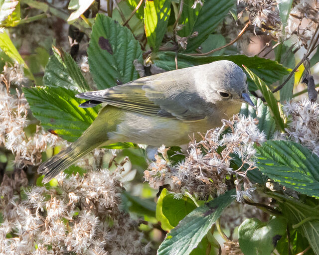 Nashville Warbler