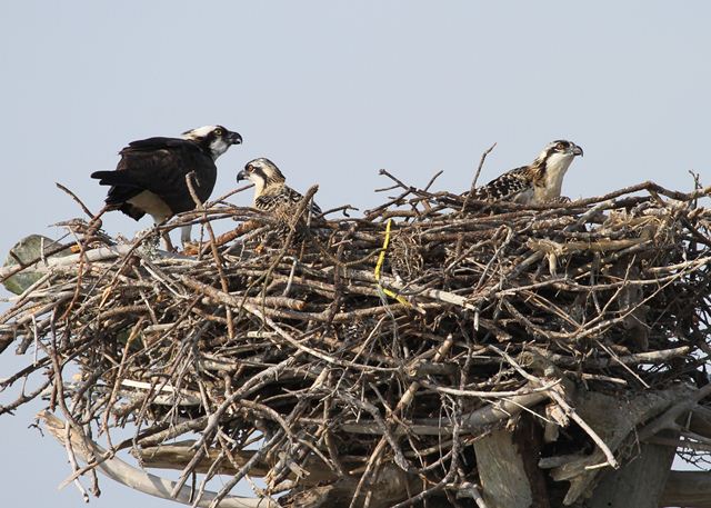 Osprey